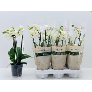 PHAL CHRISTEL 2