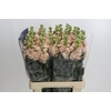 Matthiola Iron Apricot