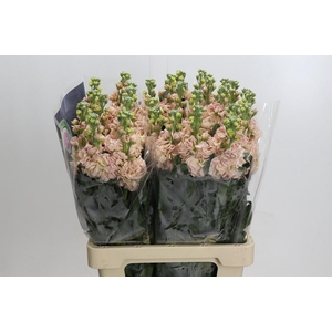 Matthiola Iron Apricot