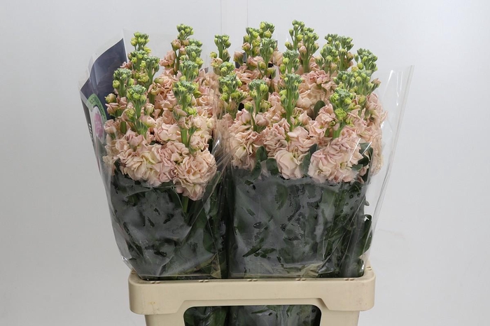 Matthiola Iron Apricot