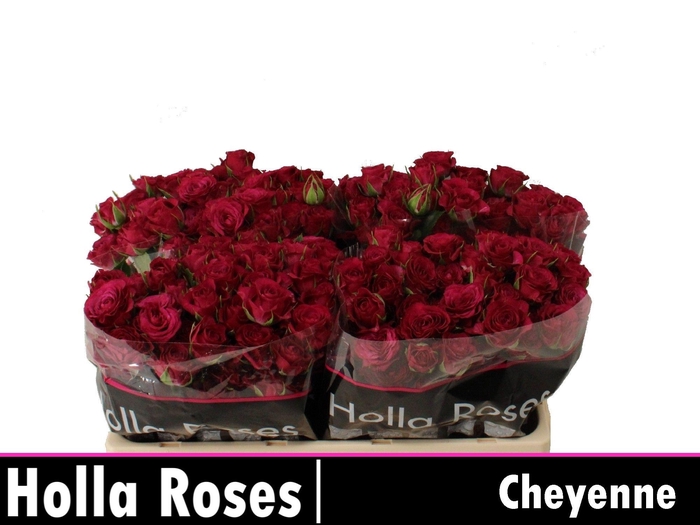 <h4>R Tr Cheyenne</h4>