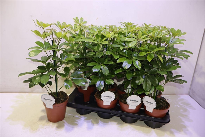 <h4>arr8 Schef Ar Nora</h4>