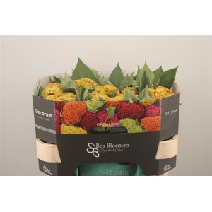 Celosia C Act Inca Yellow