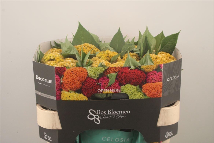 <h4>Celosia C Act Inca Yellow</h4>