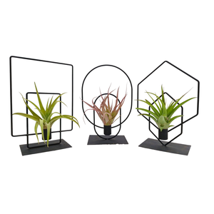 Tillandsia Duo frame mix