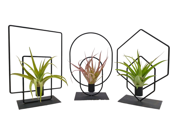 <h4>Tillandsia Duo frame mix</h4>
