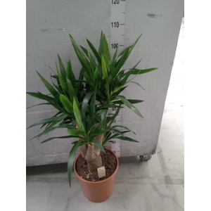 Yucca elephantipes   ...