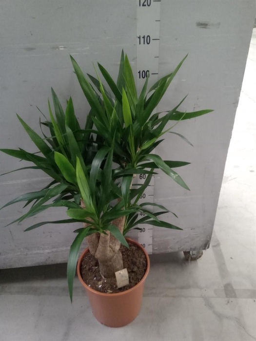 <h4>Yucca elephantipes   ...</h4>