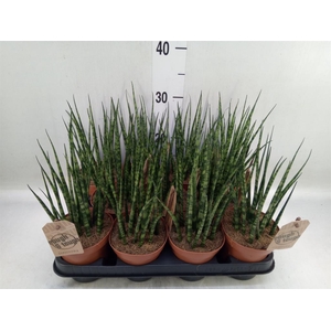 Sansevieria  'Fernwood'