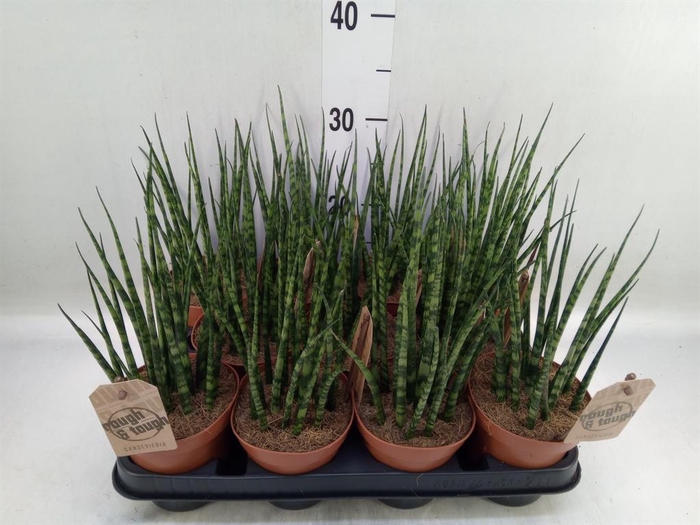<h4>Sansevieria  'Fernwood'</h4>