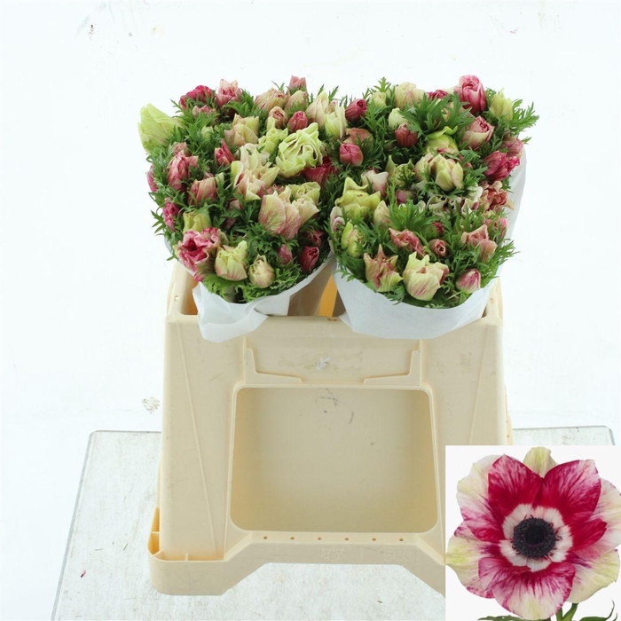 <h4>ANEM CO MIS + TIGRE</h4>