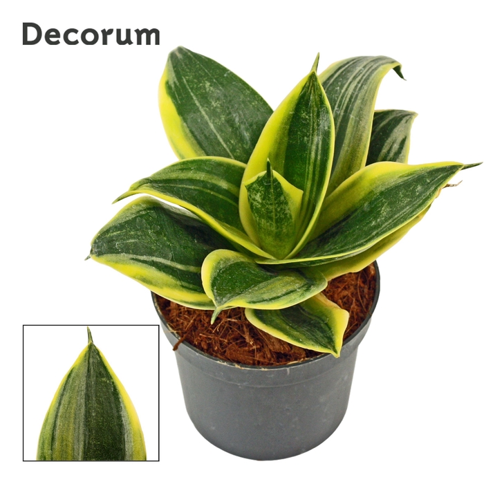 <h4>Sansevieria hahnii 9 cm Flaming (Decorum)</h4>