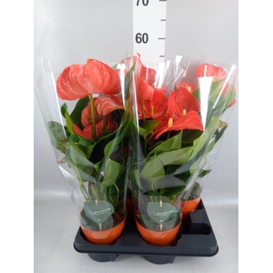 Anthurium andr. 'Atlas'