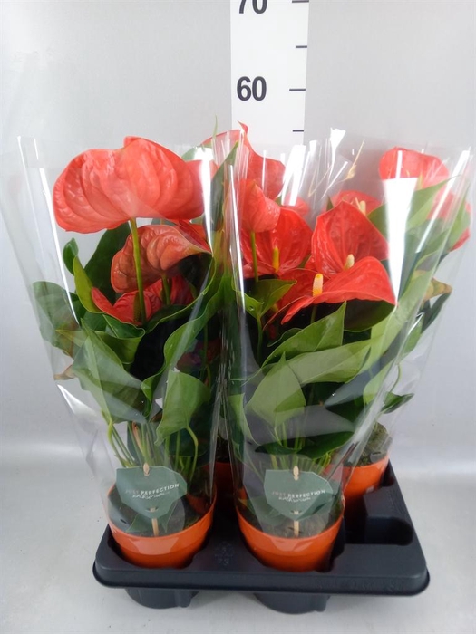 <h4>Anthurium andr. 'Atlas'</h4>
