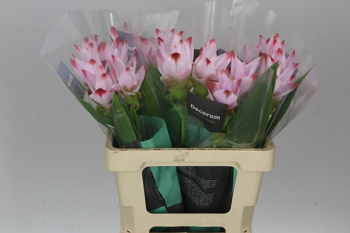 <h4>Curcuma Siam Sunrise</h4>