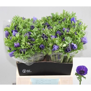 ANEM CO GALIL BLAUW