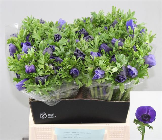ANEM CO GALIL BLAUW