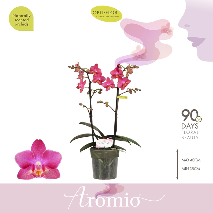 <h4>Aromio Floral 2 spike</h4>