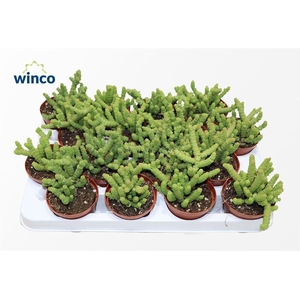 Crassula Marneriana Mini