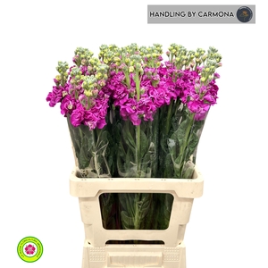 MATTH IRON DEEP PINK