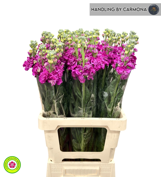 <h4>MATTH IRON DEEP PINK</h4>