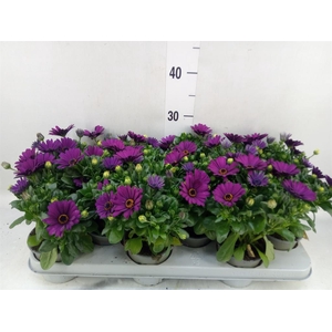 Osteospermum  'Margarita Cool Purp'