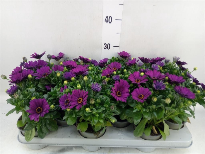 <h4>Osteospermum 'Margarita Cool Purp'</h4>