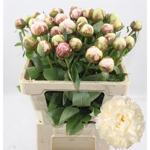 Paeo L Bowl Of Cream