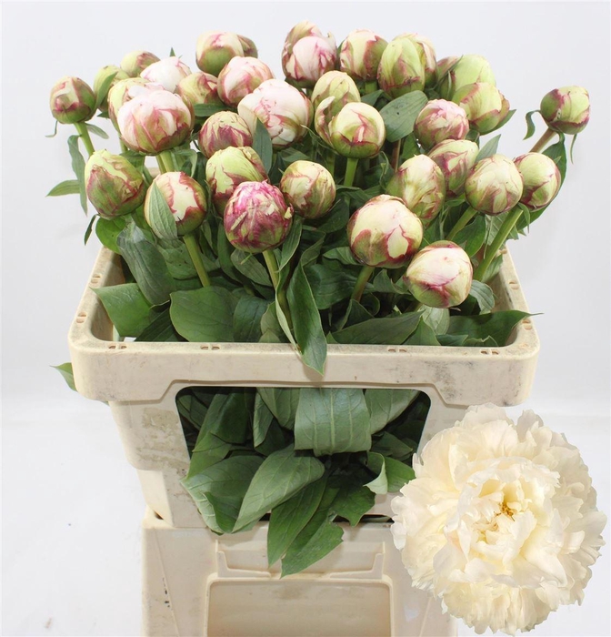 <h4>Paeo L Bowl Of Cream</h4>