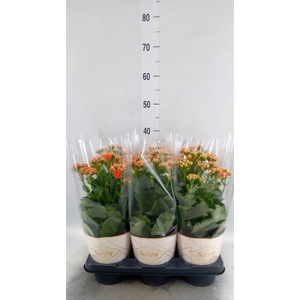 Kalanchoe  'Volcanic Orange'