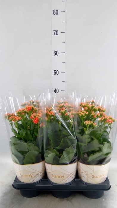 <h4>Kalanchoe  'Volcanic Orange'</h4>