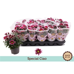 Chrysant Special Ciao
