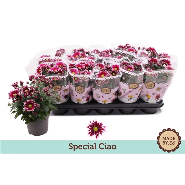 <h4>Chrysant Special Ciao</h4>
