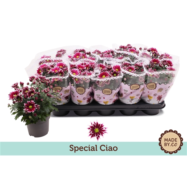 <h4>Chrysanthemum Indicum Special Ciao</h4>
