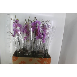 PHALAENOPSIS P15 2 HT