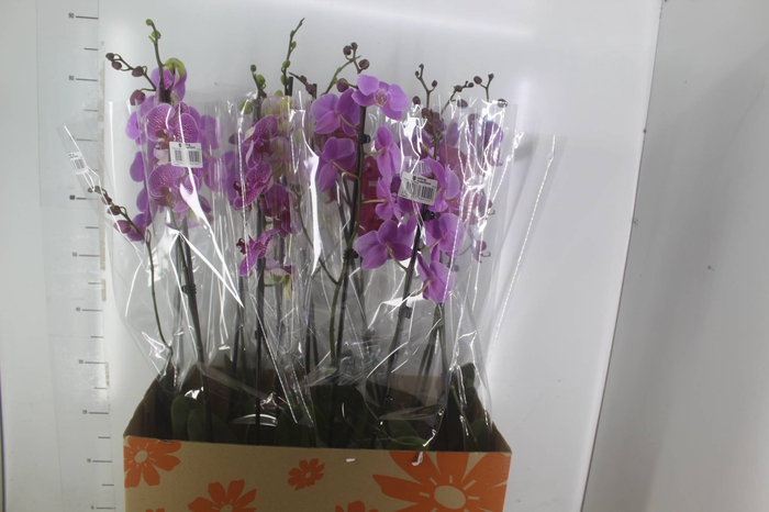 <h4>PHALAENOPSIS P15 2 HT</h4>