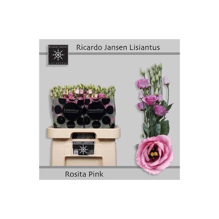 <h4>Eus G Rosi Rose Pink</h4>