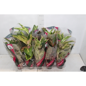 AGLAONEMA VARIADA P12