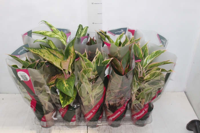 <h4>AGLAONEMA VARIADA P12</h4>