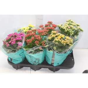 KALANCHOE DOBRADO P15
