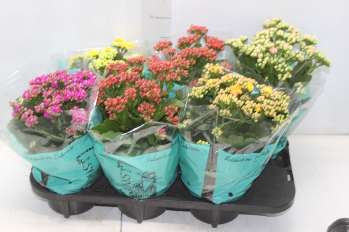 <h4>KALANCHOE DOBRADO P15</h4>