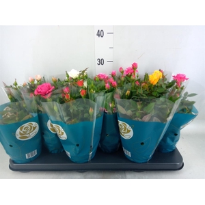 Rosa  'Star Roses'   ...mix