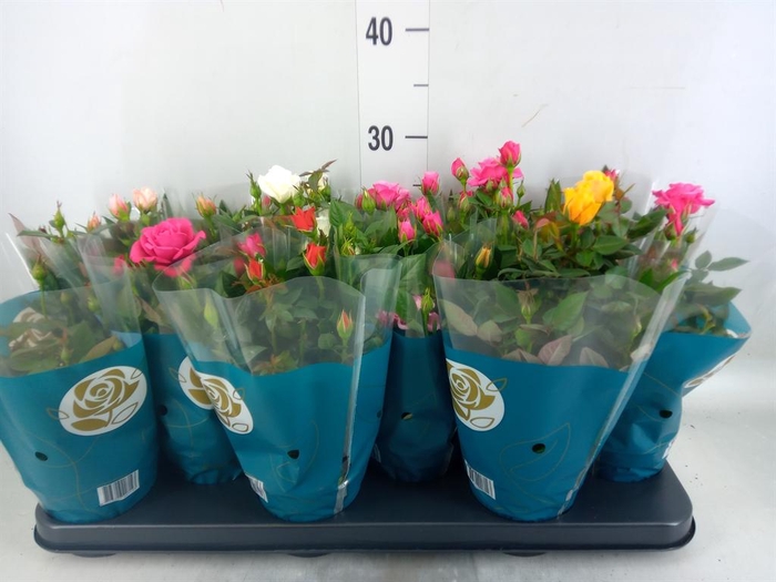 <h4>Rosa  'Star Roses'   ...mix</h4>