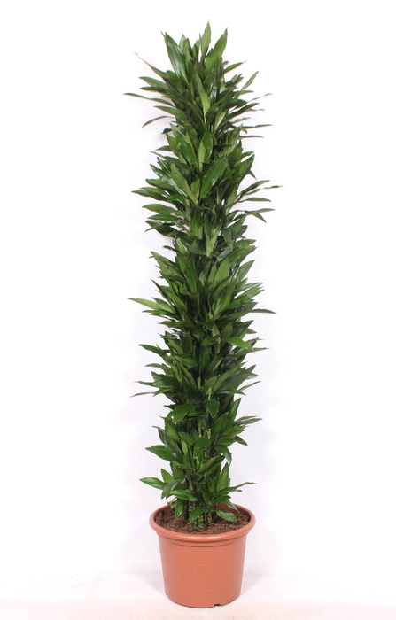 <h4>Dracaena Janet Lind</h4>