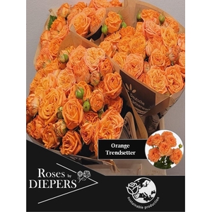 R TR ORA TRENDSETTER