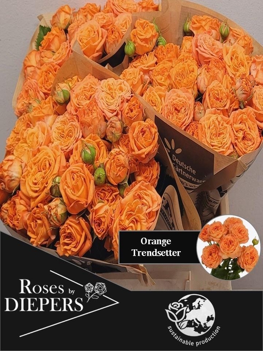 <h4>R TR ORA TRENDSETTER</h4>