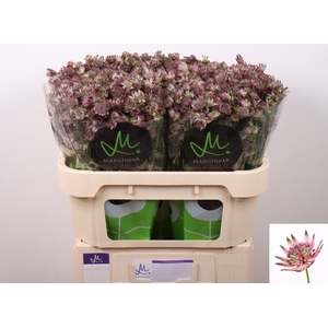 Astrantia Star Of Africa Marginpar