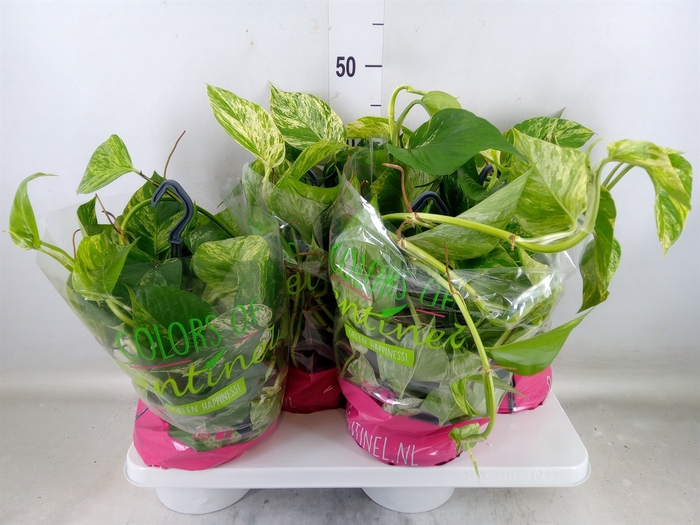 <h4>Epipremnum pinn. 'Marble Queen'  HG</h4>