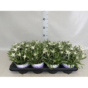 Leontopodium alpinum   ...