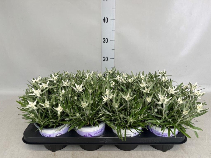 <h4>Leontopodium alpinum   ...</h4>